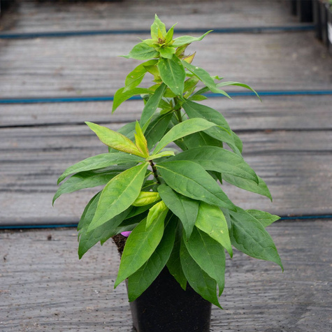 Płomyk wiechowaty Floks Adessa Red (C2)