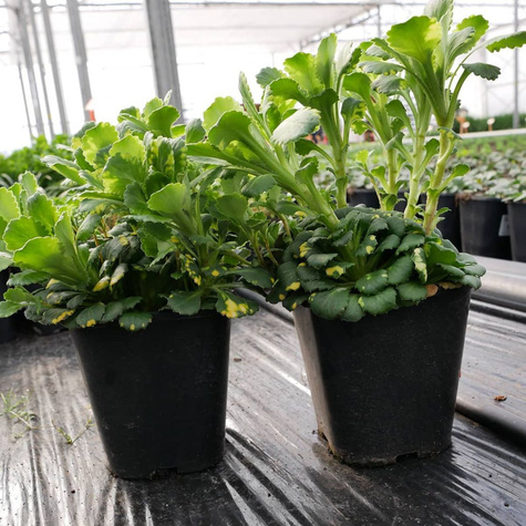 Skalnica cienista Variegata (C2)