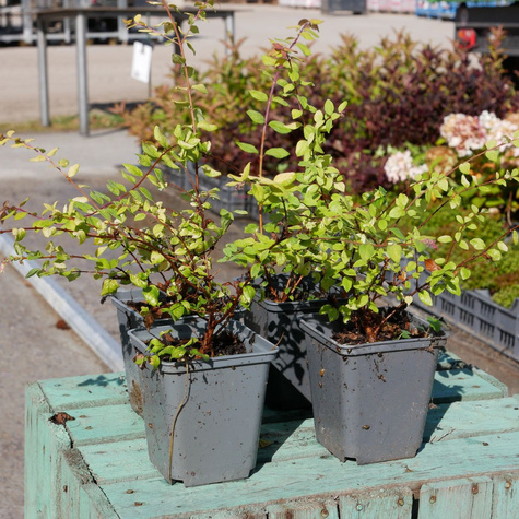 Śnieguliczka Chenaullta Brain de Soleil (C2)
