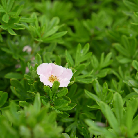 Pięciornik krzewiasty 'Novo' (C2)