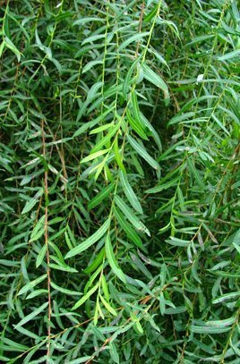 Wierzba purpurowa Pendula