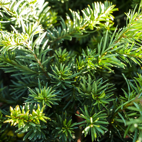 Cis pospolity Repandens