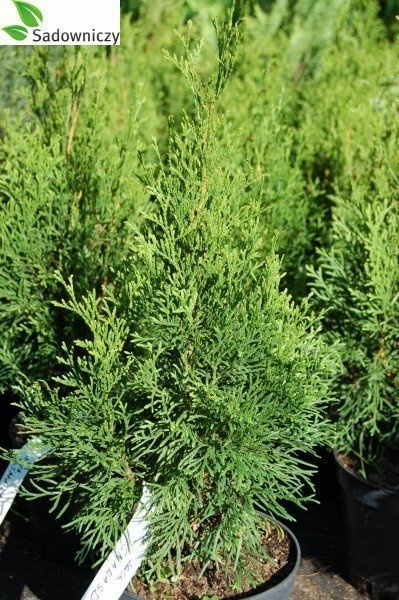 Tuja Thuja Smaragd Żywotnik zachodni 110-125cm w doniczce