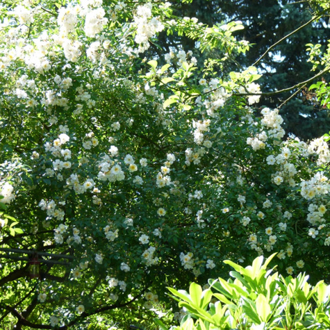 Jaśminowiec Virginal (C2)