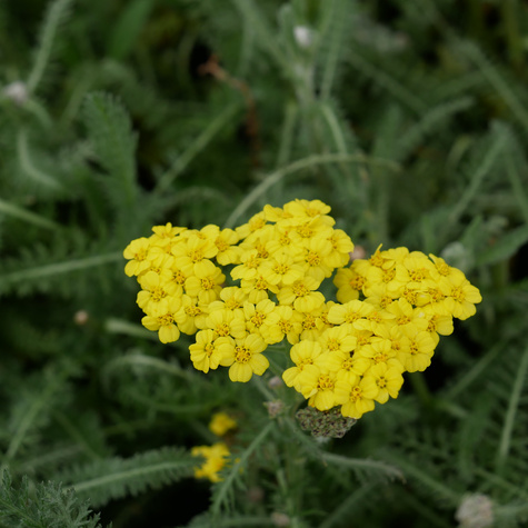 Krwawnik pospolity Moonshine (C2)