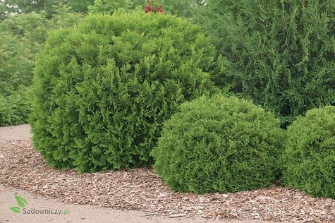 Thuja Tuja Żywotnik zachodni Woodwardii (C2)