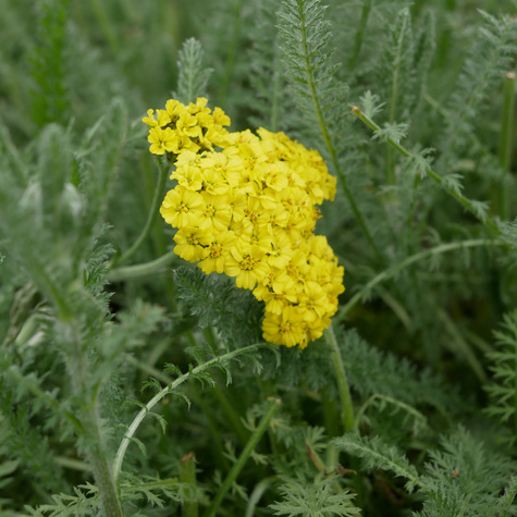 Krwawnik pospolity Moonshine (C2)