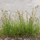 Turzyca piaskowa (C2)