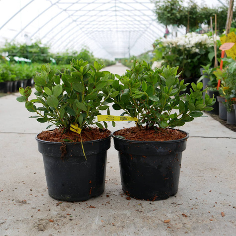 Azalia japońska biała Subtelna (C2)