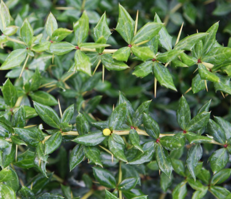 Berberys frikartii Telstar zimozielony (C2)