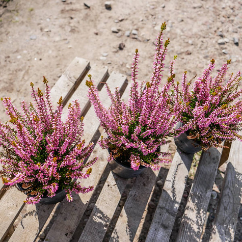 Wrzos pospolity Melissa różowy pączkowy
