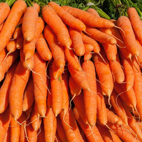 Marchew jadalna Delta późna 100g
