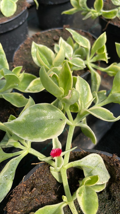 Przypołudnik Dorotheanthus Odporny na suszę