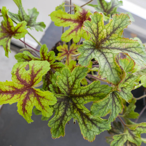 Żuraweczka ogrodowa Alabama Sunrise (C2)