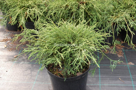 Cyprysik groszkowy Filifera Nana Spagetti