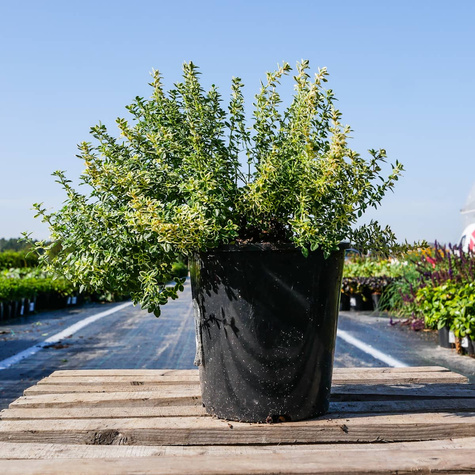 Macierzanka cytrynowa Thyme Mystic Lemon (C2)