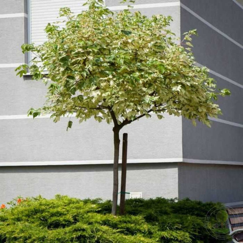 Klon jawor Leopoldii szczepiony na pniu