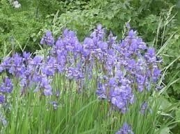 Irys syberyjski Kosaciec