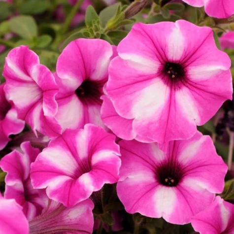 Surfinia Supertunia Vista Raspberry Star samoczyszcząca