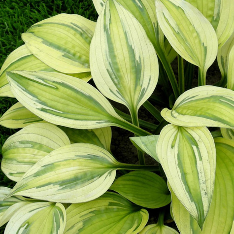 Funkia Hosta Captain's Adventure