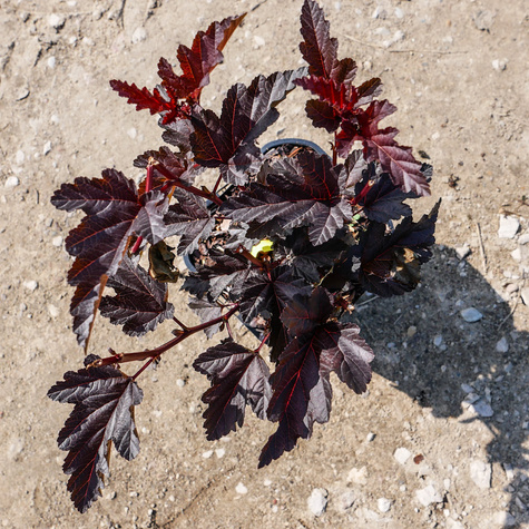 Pęcherznica kalinolistna Panther (C2)