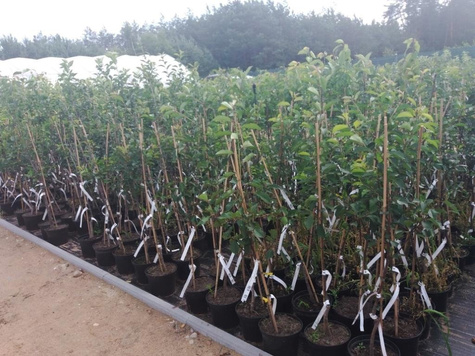 Jabłoń Cortland doniczka