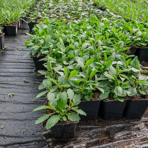 Werbena patagońska Violetta (C2)