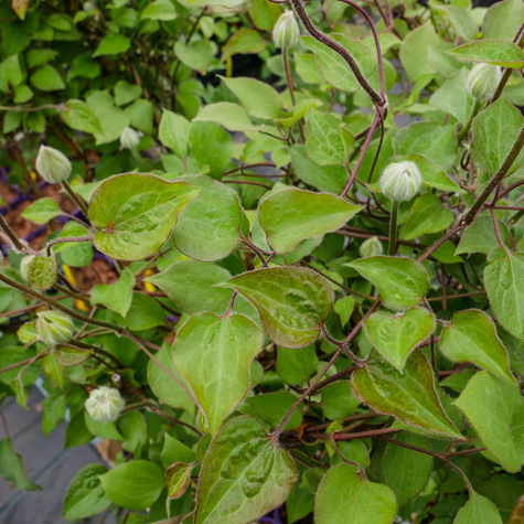Powojnik Clematis wielkokwiatowy pełny Vyvyan Pennell