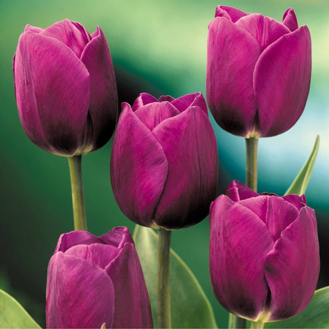 Tulipan Triumph Purple Prince