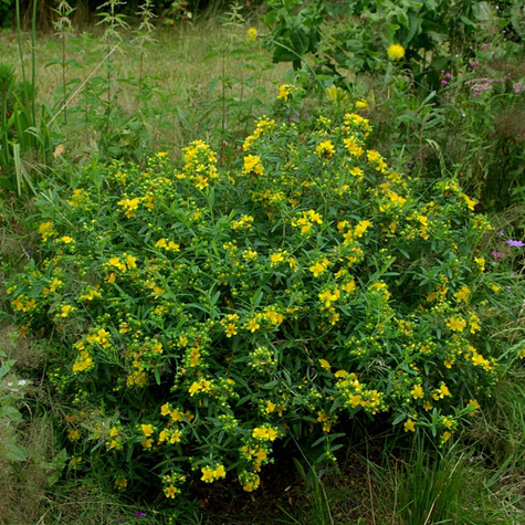 Dziurawiec Gemo (C2)