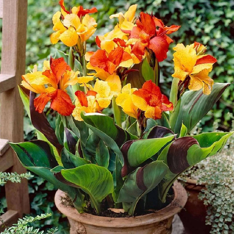 Paciorecznik Canna Kanna Cleopatra żółto-czerwony