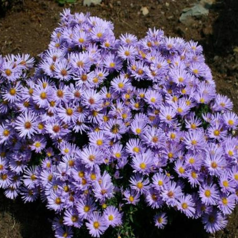 Aster nowobelgijski Dauerblau (C2)
