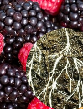 Mikoryza do malin i jeżyn 150g
