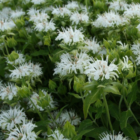 Pysznogłówka ogrodowa Schneewittchen (C2)