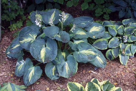 Funkia Hosta Dream Queen (P9)