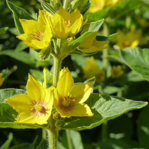 Tojeść kropkowana (C2)