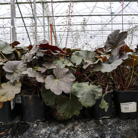 Żurawka ogrodowa Mocha (C2)