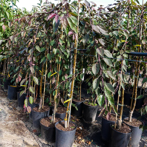 Jabłoń ozdobna purpurowa Pendula