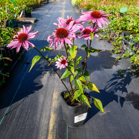 Jeżówka purpurowa Deep Rose (C2)