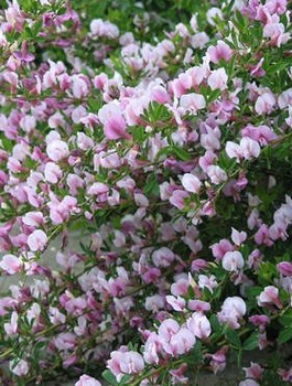 Szczodrzeniec Żarnowiec Purpurowy Atropurpureum (C2)