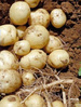 Sifra