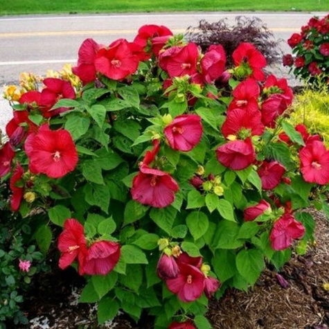 Hibiskus bagienny Luna Red (C2)