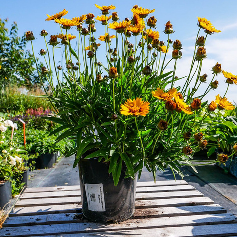 Nachyłek lancetowaty Sunfire (C2)