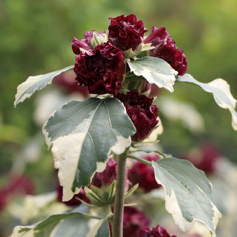 Ketmia syryjska Purpureus Variegatus (C2)