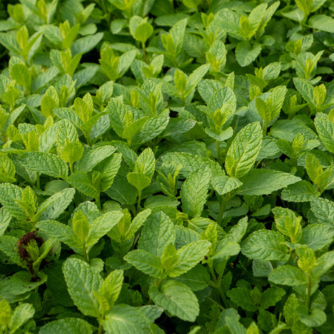 Mięta zielona