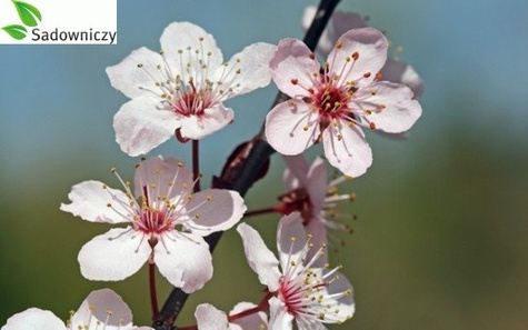 Wiśnia Sabina w doniczce (C2)