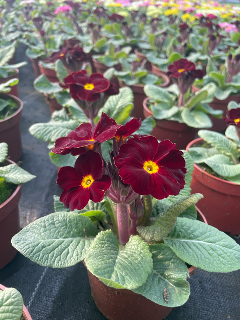 Prymulka wieloletnia burgundowa Pierwiosnek sadzonka w doniczce