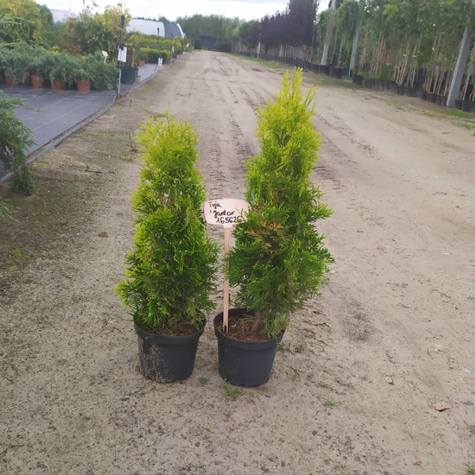 Thuja Tuja Żywotnik zachodni 'Jantar' (P9)