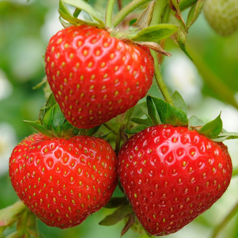 Truskawka Polka średnio późna FRIGO