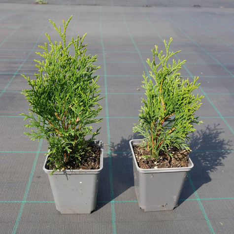 Thuja Tuja Żywotnik zachodni Smaragd (P9)